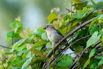 Sparrow on Grape vine
