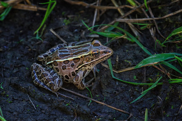 Northern Leopard frog sitting in the cool shady mud. 