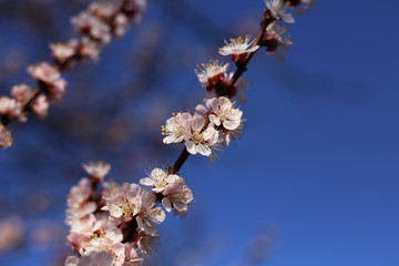 Fragrant branch of a blossoming apricot tree, against the blue sky.