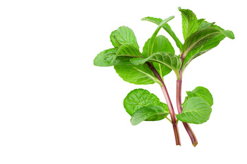 Fresh mint plant isolated on white background. top view