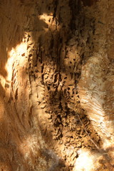 wood texture