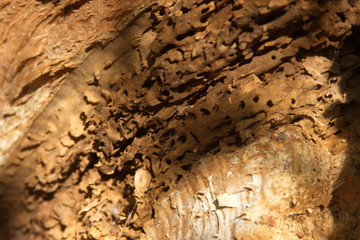 wood texture