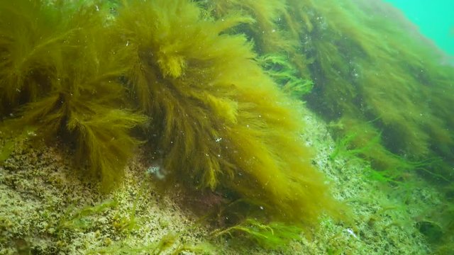 Underwater landscape in the Black Sea. Green, red and brown algae on the seabed, algae swinging during a storm