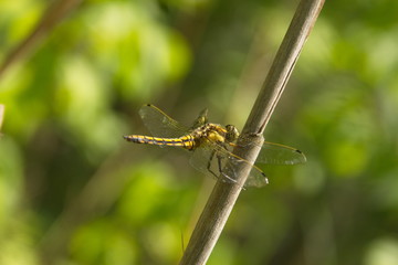 dragonfly on a leaf