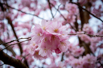 One brief season moment in spring time is the blooming of sakura tree.