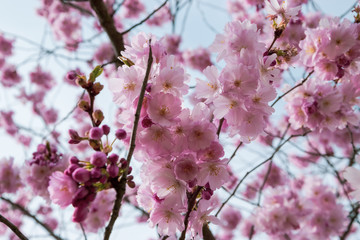 One brief season moment in spring time is the blooming of sakura tree.