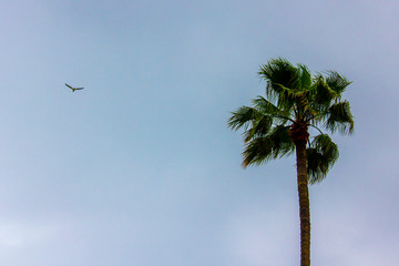 Flying Among The Palms