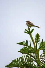 Bird on a Branch