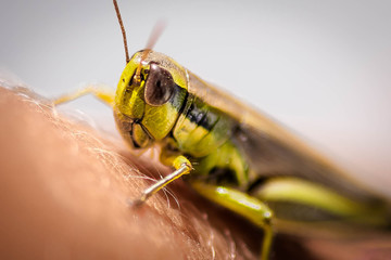 Langosta en fotografía Macro, detallando su mirada y texturas