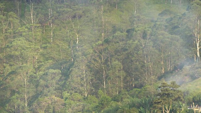 &aacute;rvores ao longe, com fogueira soltando fuma&ccedil;a