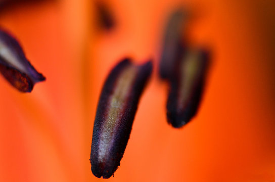 pistilo de una flor, especial para fondos de dise&ntilde;o, fondos de pantalla y elemento de complemeto