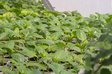 small sweet pepper seedlings in the greenhouse