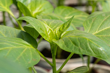 small sweet pepper seedlings in the greenhouse