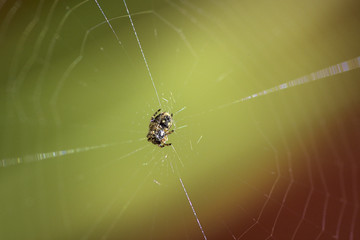 spider weaving its web to hunt for food