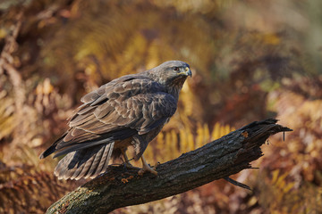 Buzzard perched on a branch