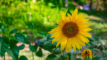 Planta   Girassol  no Parque da Luz  da cidade brasileira de Florianópolis, capital do estado de Santa Catarina, Brasil