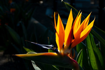 Obraz premium Beautifully backlit bird of paradise flower in San Diego. 