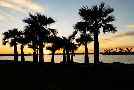 Silhouette of Palm Trees during a sunset at Mission Bay San Diego California