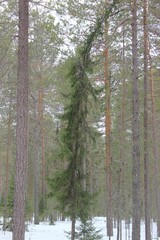 Fototapeta premium pine forest in winter