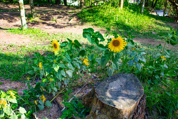 Girassois no entorno de árvore uma árvore cortada no Parque da Luz espaço  de lazer da cidade brasileira de Florianópolis, capital do estado de Santa Catarina, Brasil