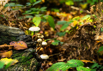 group of  a small mushroom group