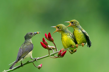 Olive-Backed Sunbirds feeding the child (Cinnyris Jugularis)