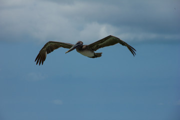 Gaviota volando en el mar con el cielo azul de fondo