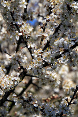 Blackthorn, Flower, Nectar, Honey, Thuringia, Germany, Europe