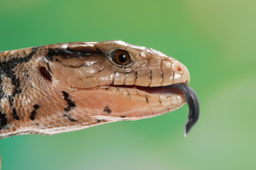 Panana lizards stick out long blue tongues on wood, panana lizard closeuup