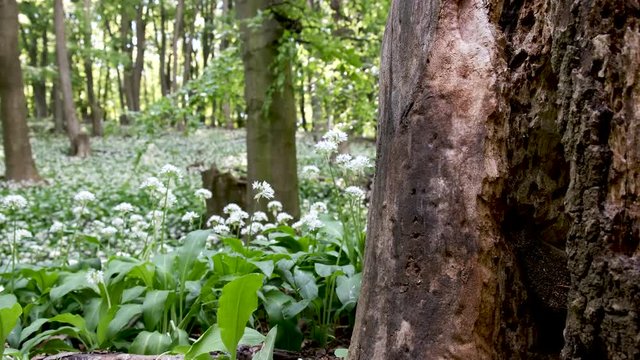 Blooming white flowers of ramson - wild garlic (Allium ursinum) Illuminated by soft daylight. Slow panning video