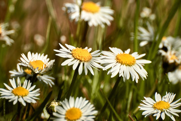 Kwiaty stokrotki na łące w zielonej trawie o poranku