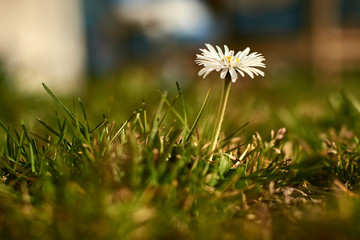 Samotny kwiatek stokrotka w trawie na łące o wiosennym poranku