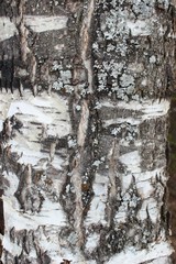 Fototapeta premium tree bark texture