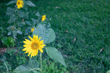 flor de girassol amarelo em fundo verde