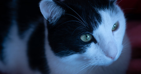 Biało czarny kot patrzący w dal.