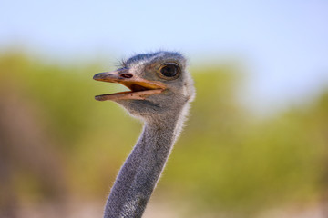 Close up detail of an ostrich in Etosha National Park