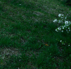 Białe kwiaty na polanie. © Bernadeta