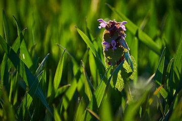 Fioletowy kwiatek w trawie na wiosennej łące o poranku w zbliżeniu (Jasnota purpurowa)