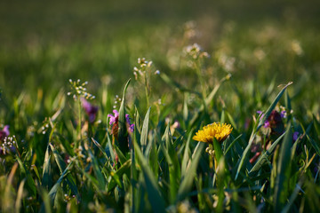 Wiosenna łąka z kwiatami polnymi - obrazy, fototapety, plakaty