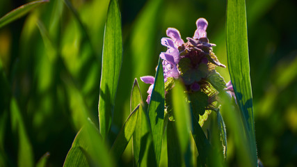 Fioletowy kwiatek w trawie na wiosennej łące o poranku w zbliżeniu (Jasnota purpurowa)