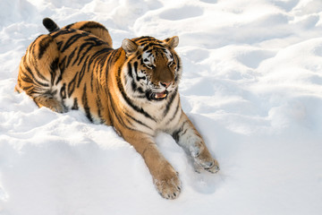 Fototapeta na wymiar tiger in snow 