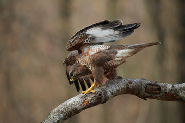 Buzzard (Buteo buteo(perched on a branch