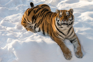 Fototapeta na wymiar tiger in winter 