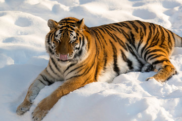 Fototapeta na wymiar beautiful Amur tiger tongue out. Tiger licking lips 