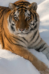 close up Amur tiger vertical 