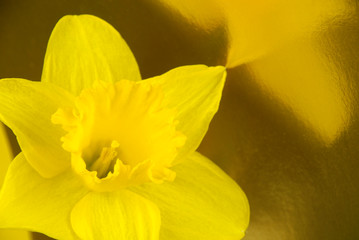 Obraz na płótnie Canvas Yellow daffodil flower reflecting in a gold background