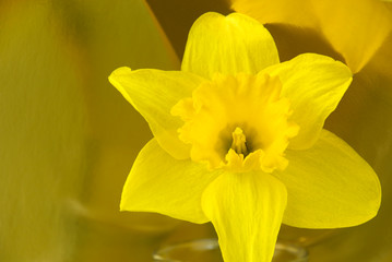 Yellow daffodil flower reflecting in a gold background