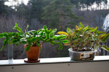 house plants in a balcony
