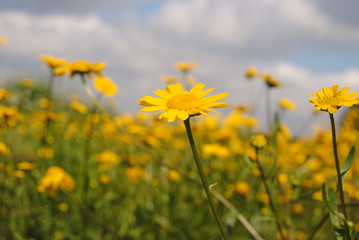Obraz premium Monte de flores do campo amarelas com céu de fundo