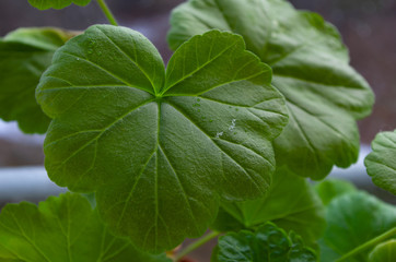 close up of green leaves